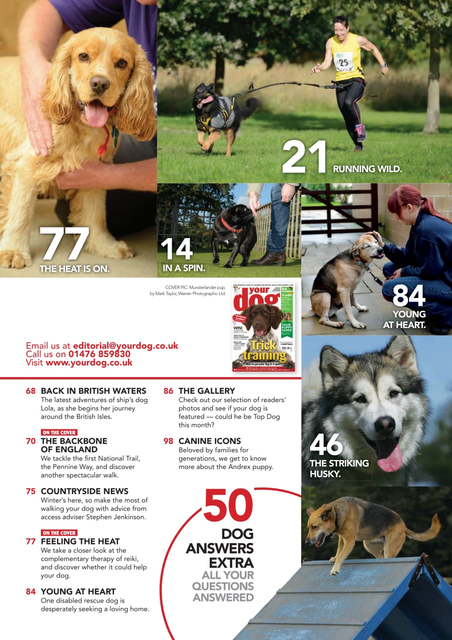 Your Dog Preview Pages