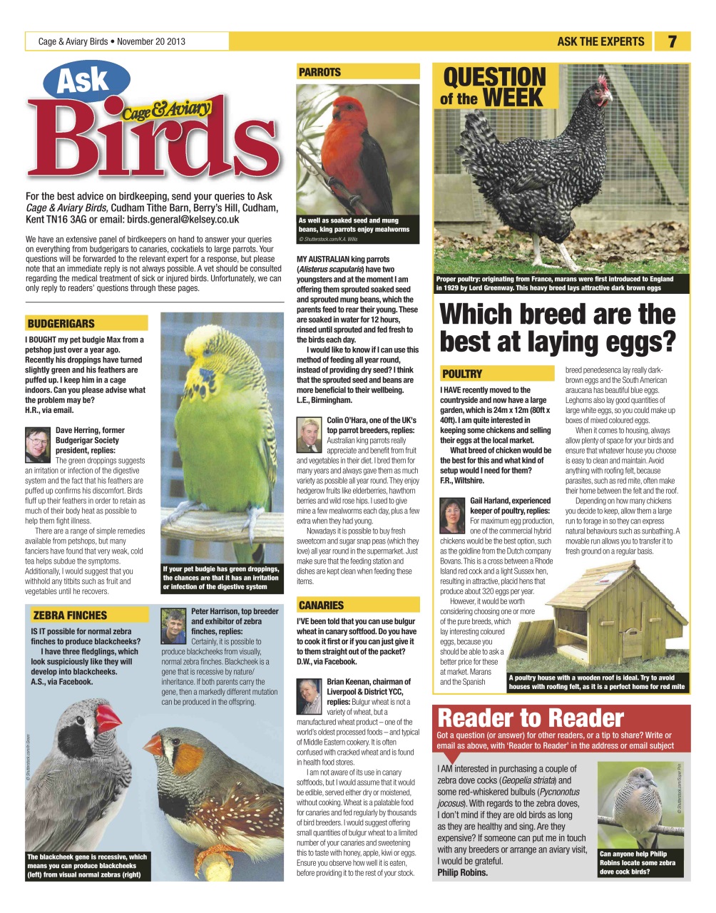 Cage & Aviary Birds Preview Pages