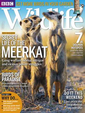BBC Wildlife Magazine issue December 2013