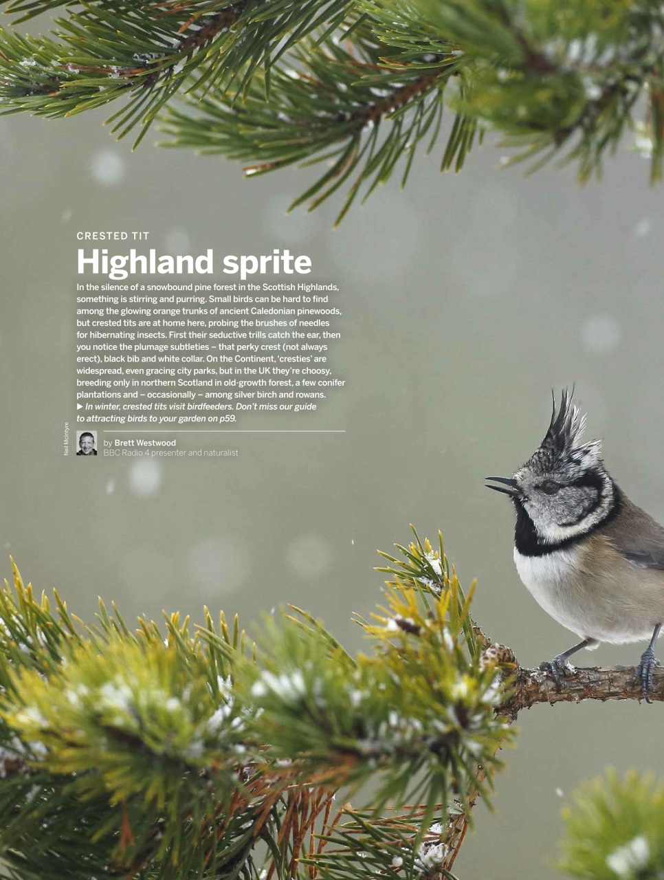 BBC Wildlife Magazine Preview Pages