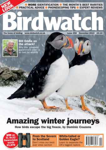 Birdwatch Magazine issue December 2013 - Re-launch issue