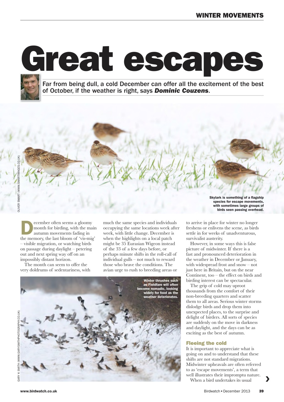 Birdwatch Magazine Preview Pages