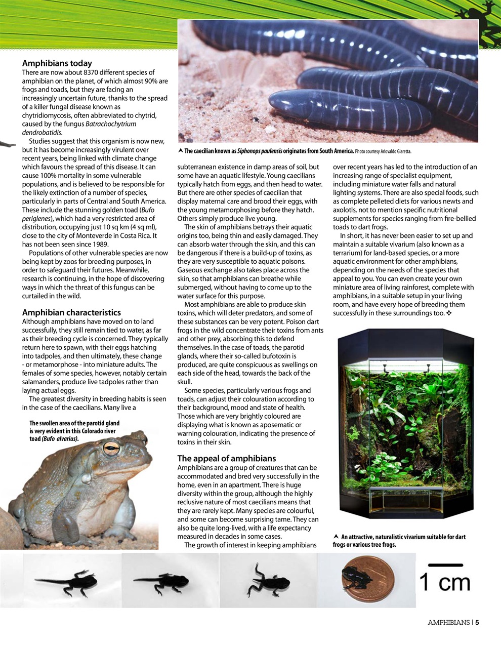 Practical Reptile Keeping Preview Pages