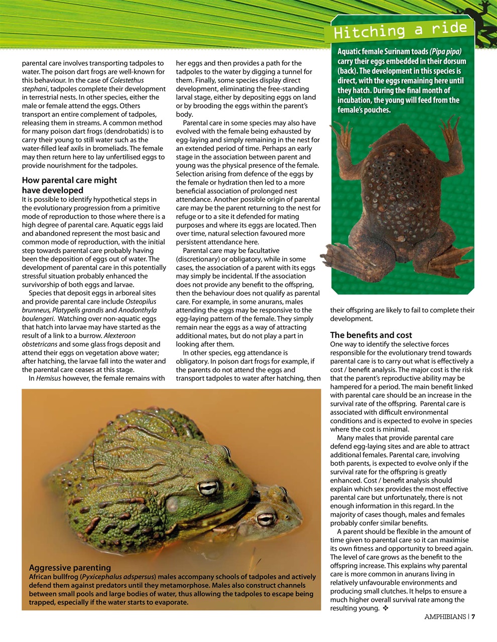 Practical Reptile Keeping Preview Pages