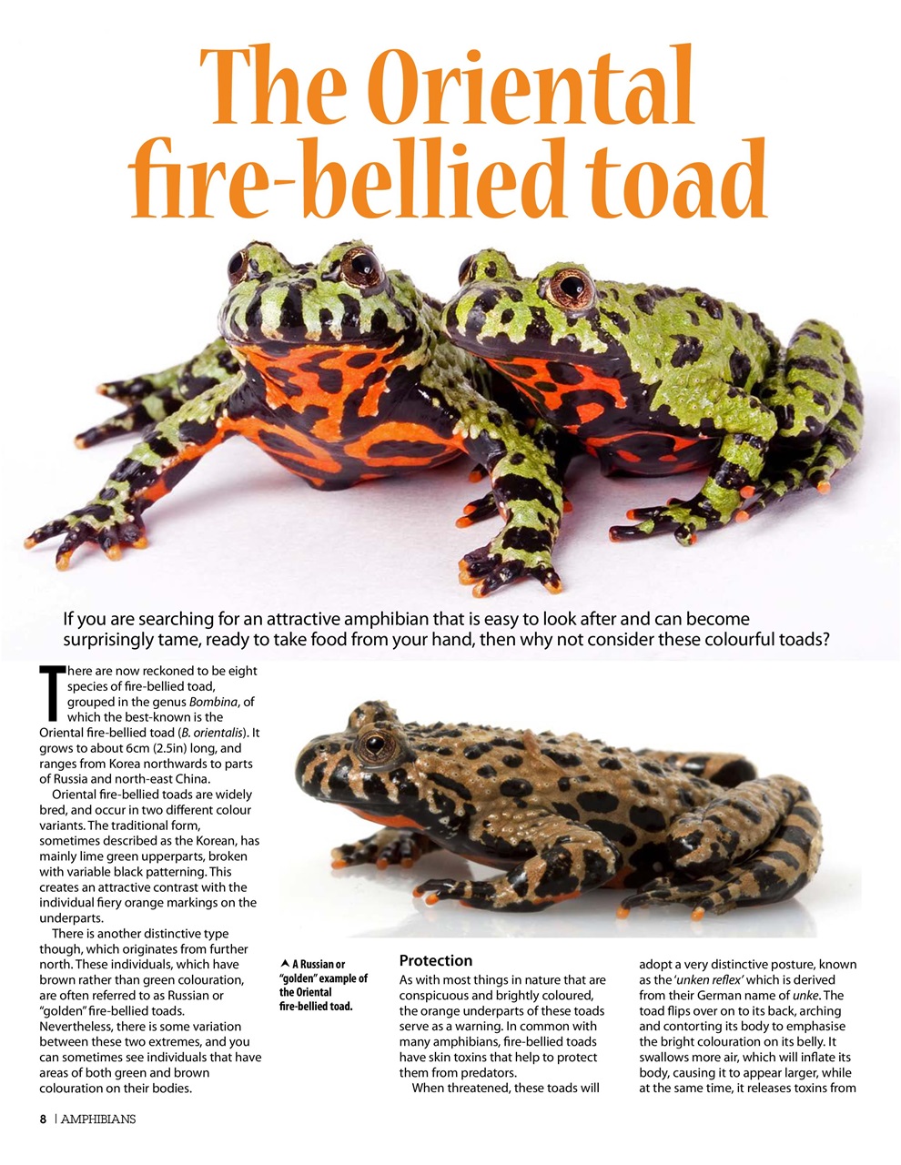 Practical Reptile Keeping Preview Pages