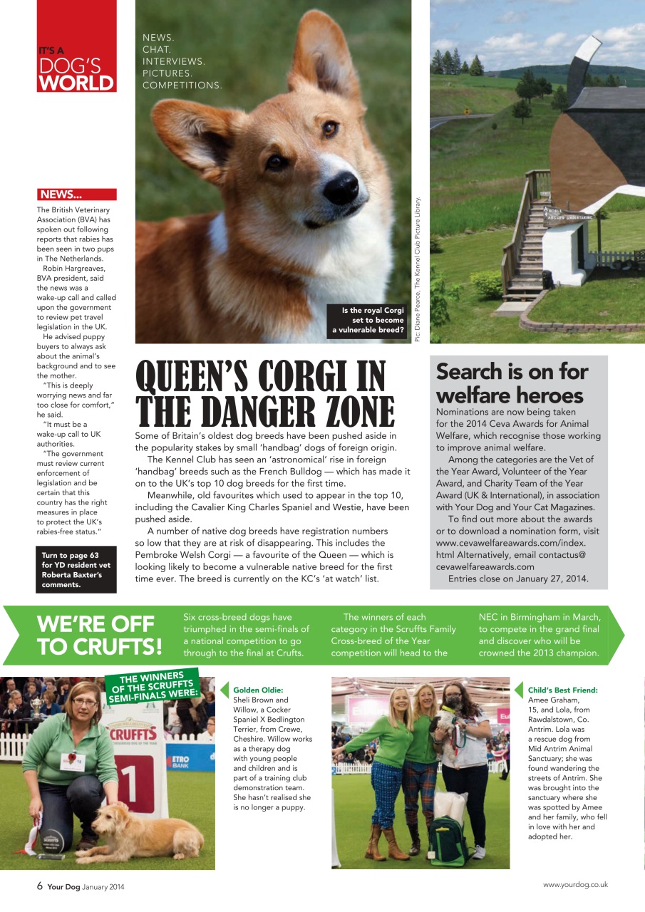 Your Dog Preview Pages