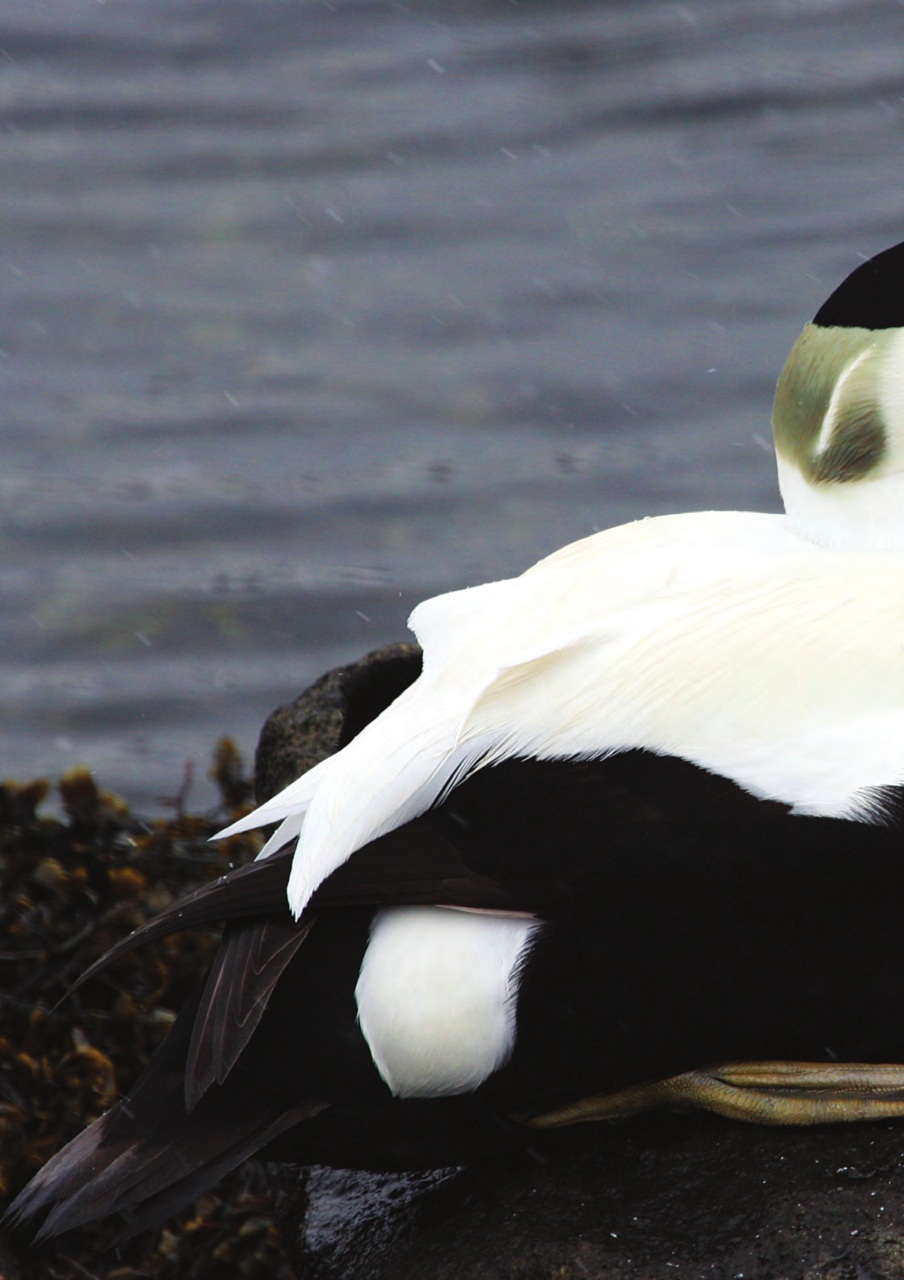 Scottish Islands Explorer Preview Pages