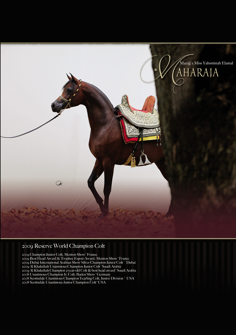 Australian Arabian Horse News Preview Pages