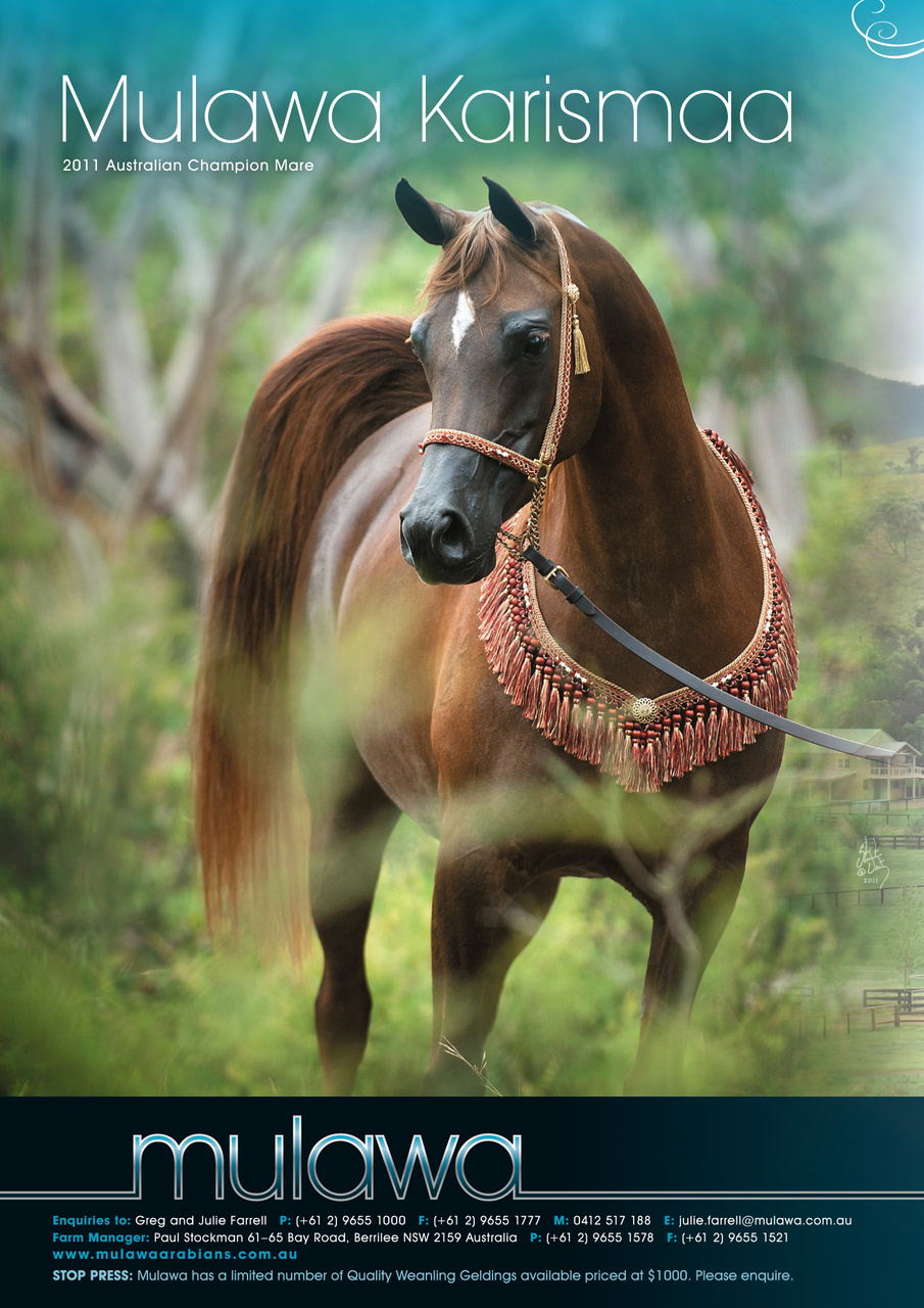 Australian Arabian Horse News Preview Pages