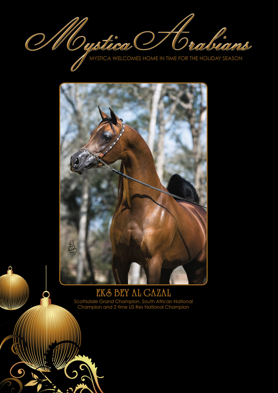 Australian Arabian Horse News Preview Pages