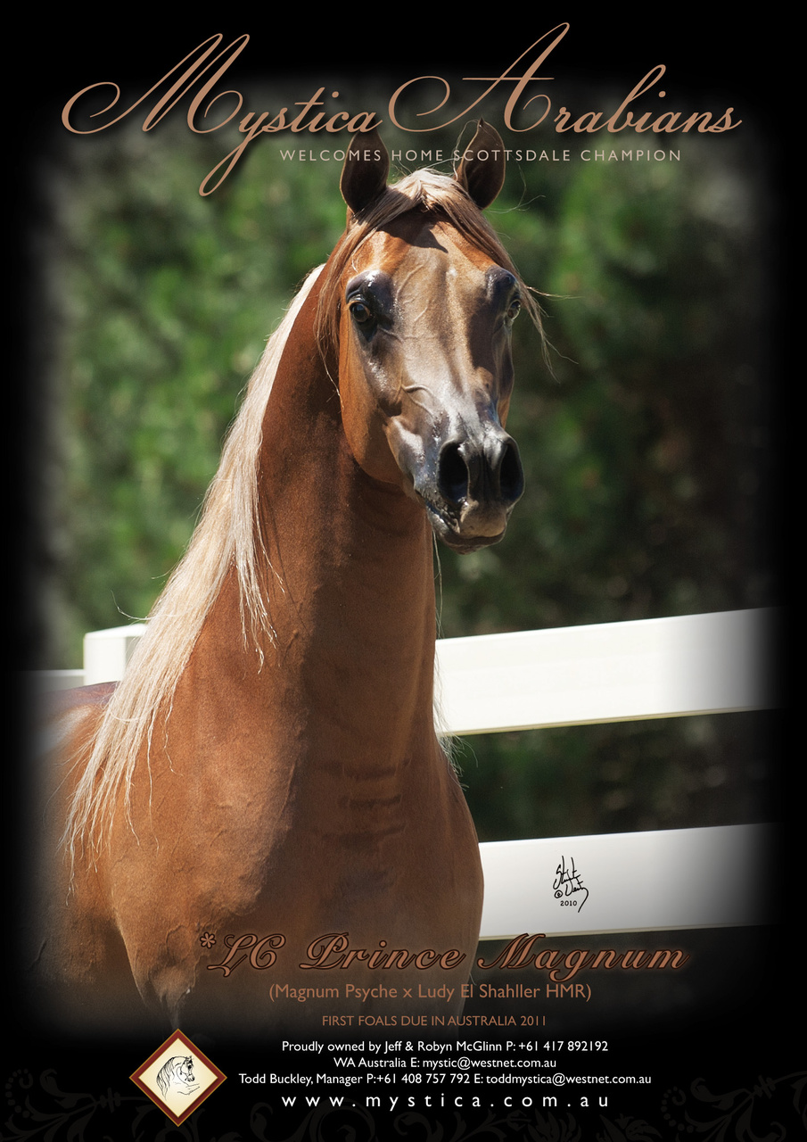 Australian Arabian Horse News Preview Pages