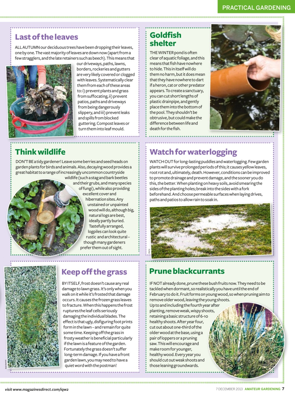 Amateur Gardening Preview Pages