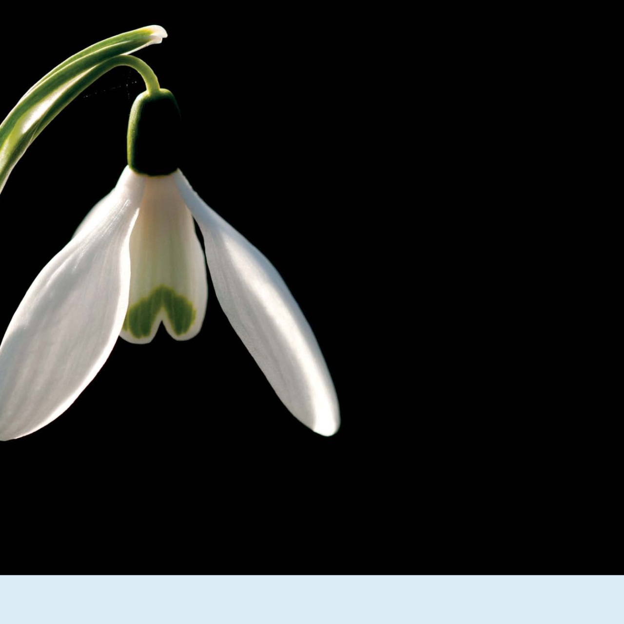 Black+White Photography Preview Pages