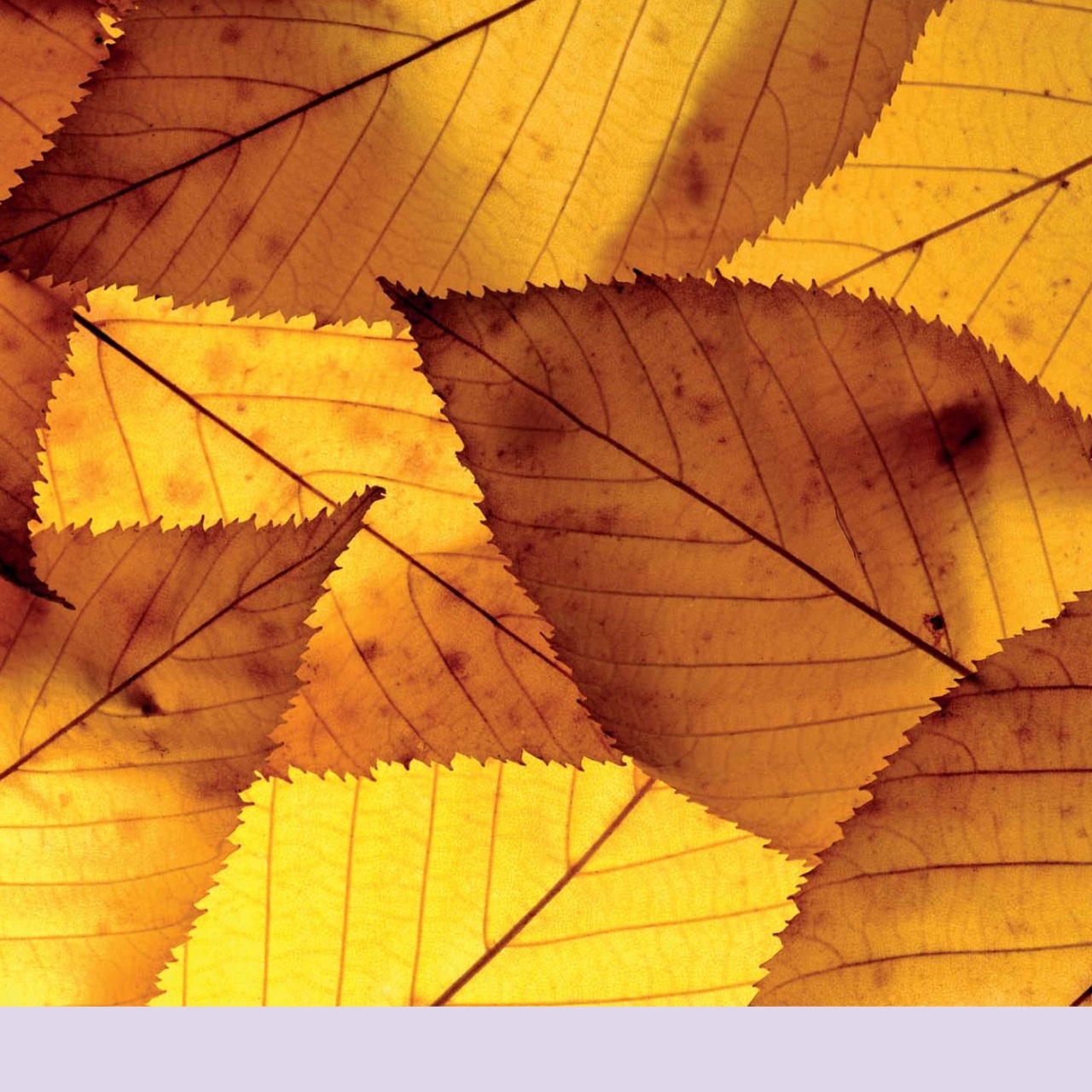 Black+White Photography Preview Pages