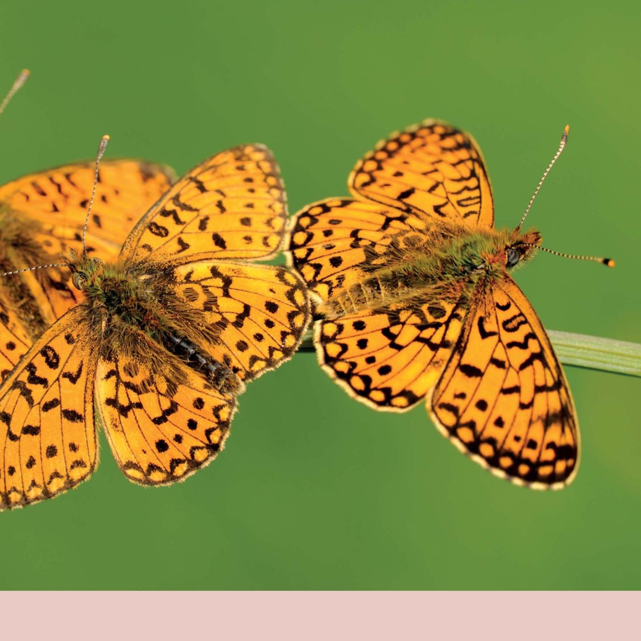 Black+White Photography Preview Pages