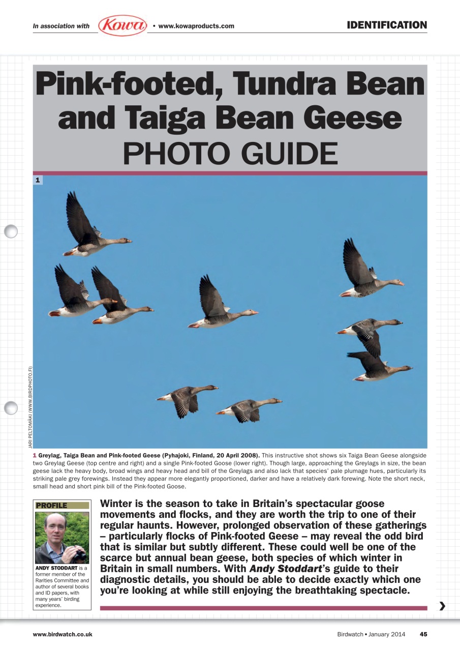 Birdwatch Magazine Preview Pages