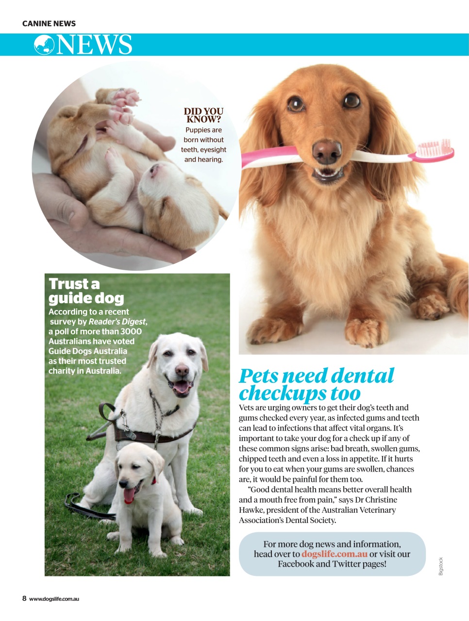 Dogs Life Preview Pages