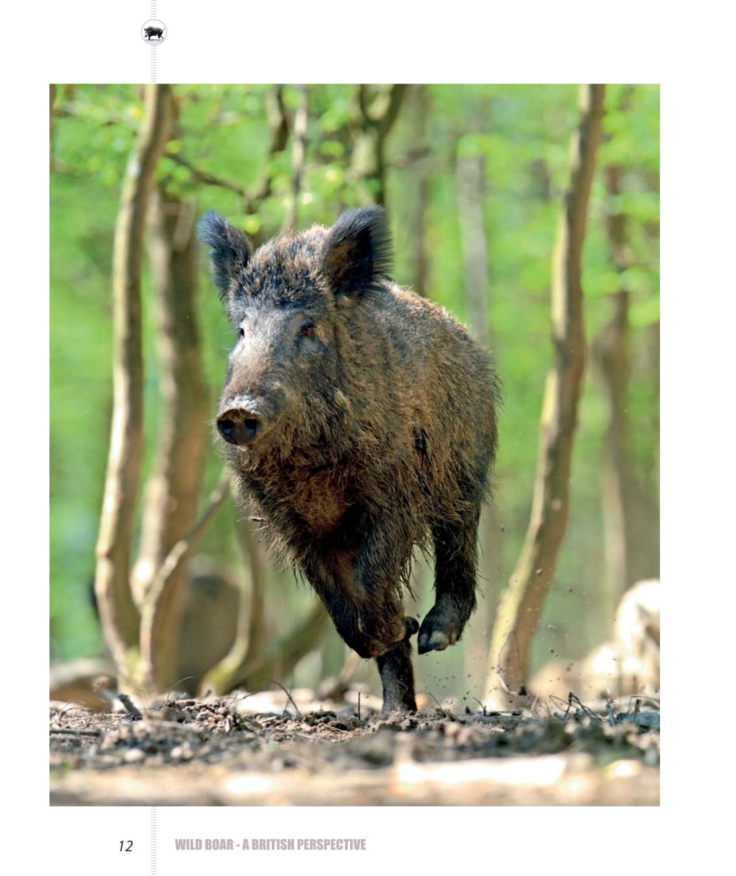 Sporting Rifle Preview Pages