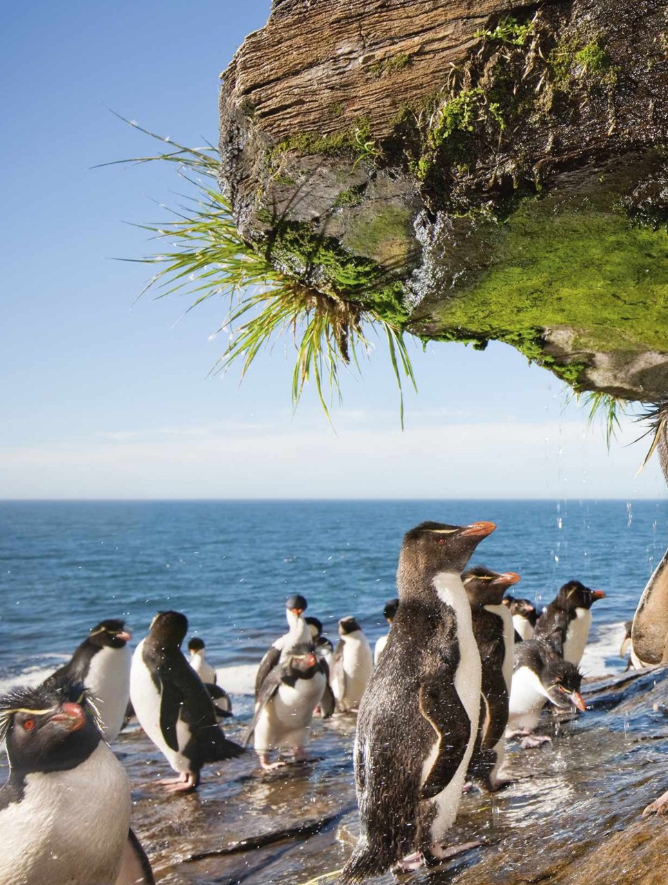 BBC Wildlife Magazine Preview Pages