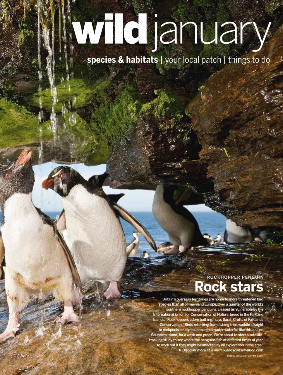 BBC Wildlife Magazine Preview Pages