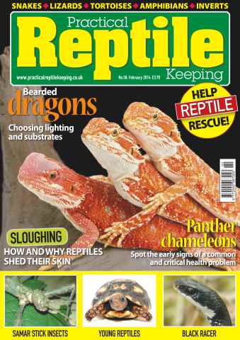 Practical Reptile Keeping issue No.58 Bearded dragons - Choosing lighting and substrates