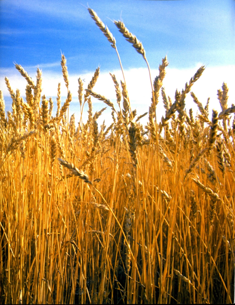 Prairies North Magazine Preview Pages