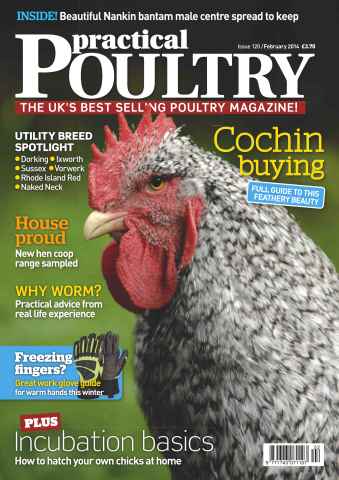 Practical Poultry issue No.120 Cochin buying