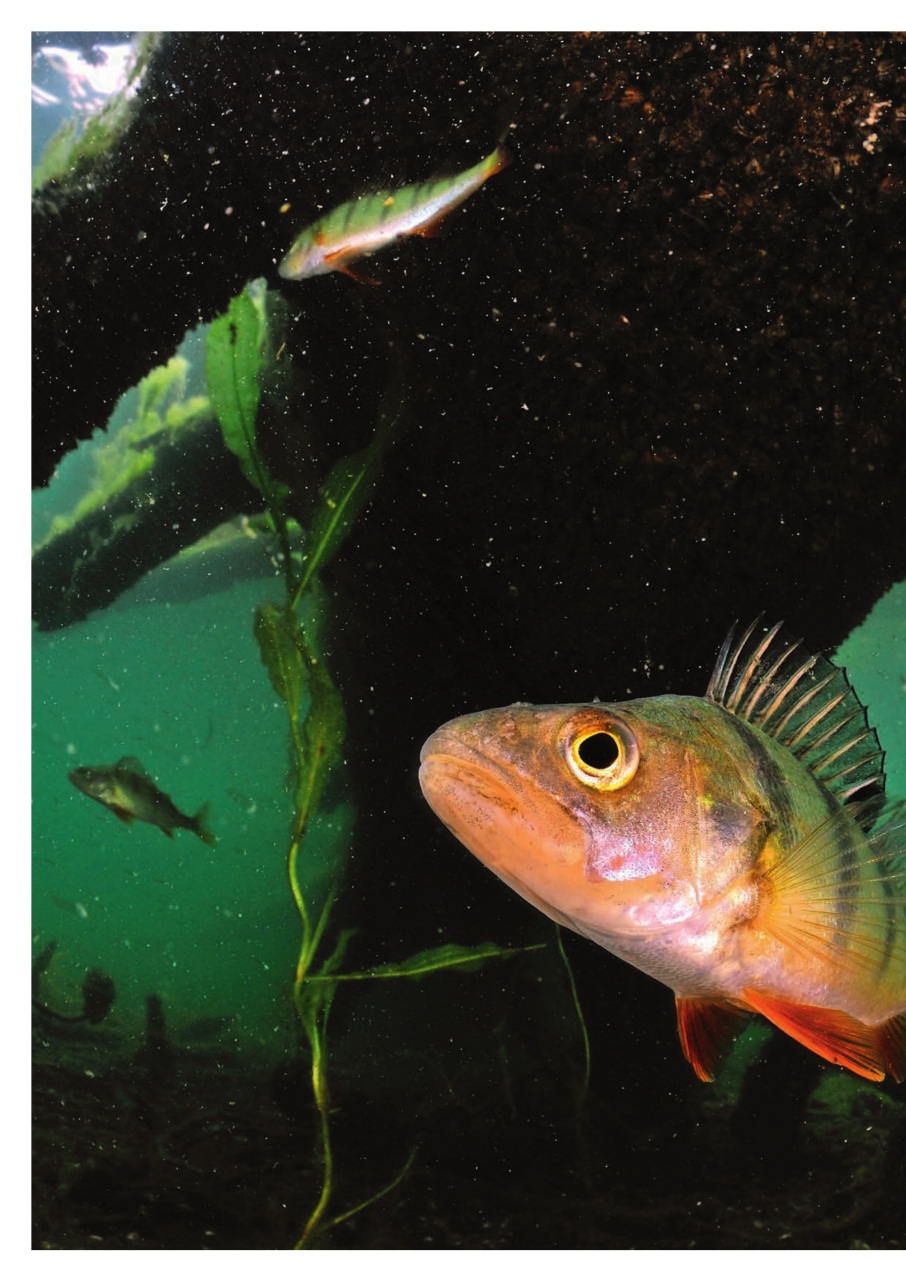 Improve Your Coarse Fishing Preview Pages