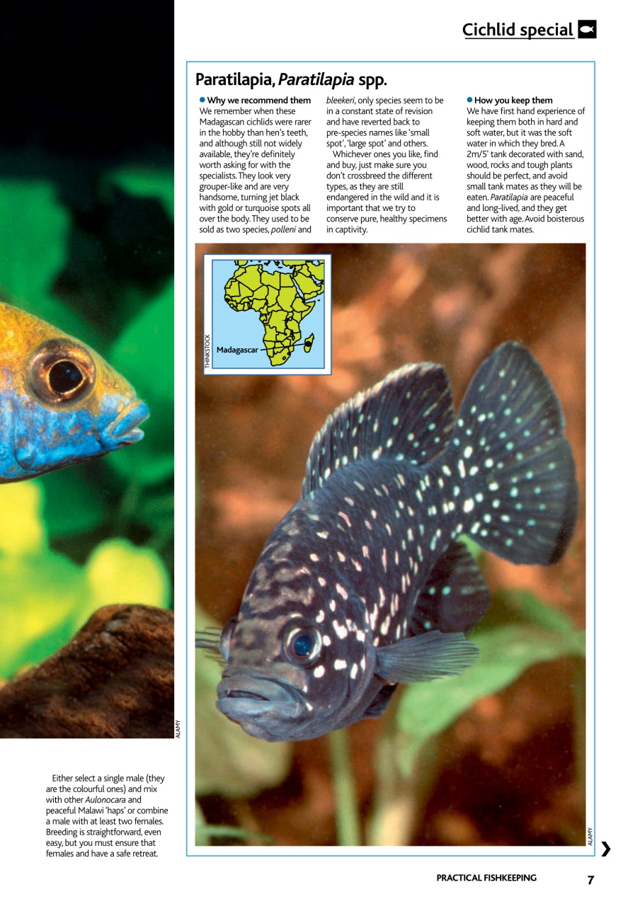 Practical Fishkeeping Preview Pages