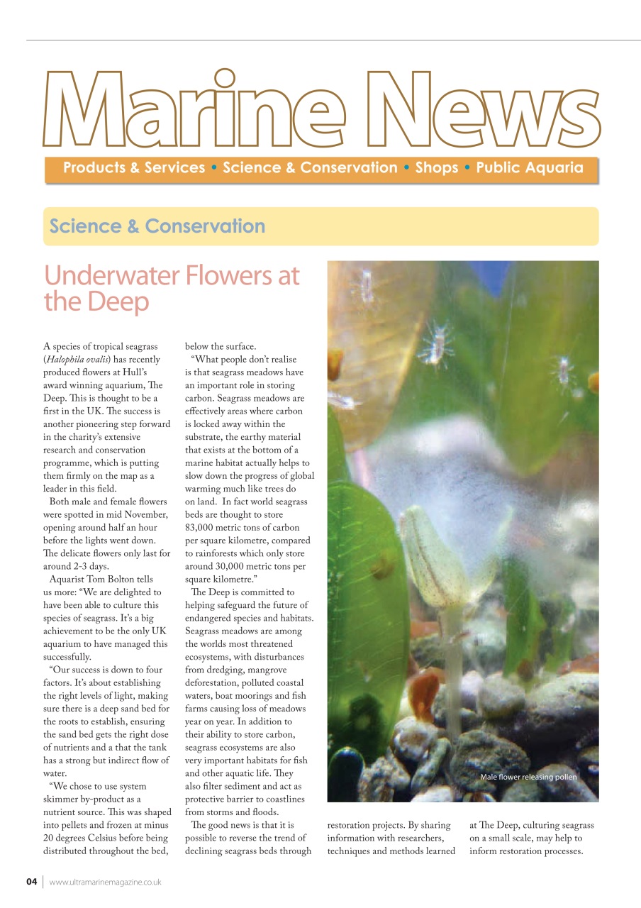 UltraMarine Magazine Preview Pages