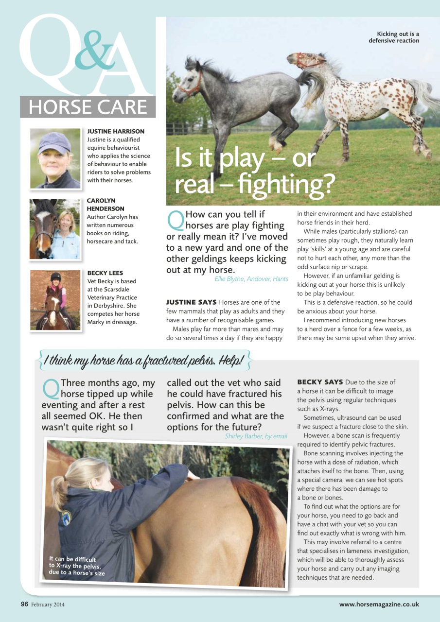 Horse Preview Pages