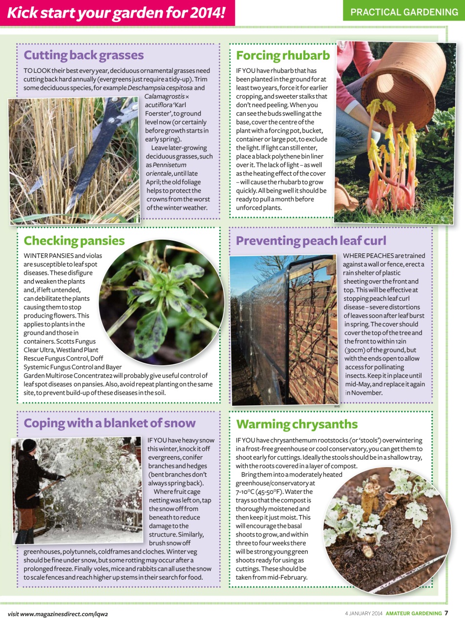 Amateur Gardening Preview Pages