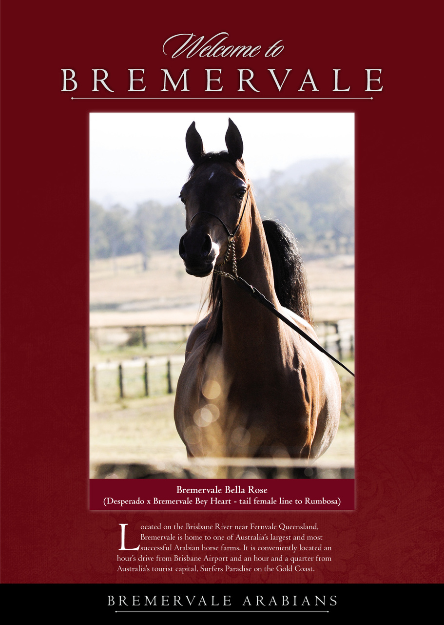 Arabian Studs & Stallions Preview Pages