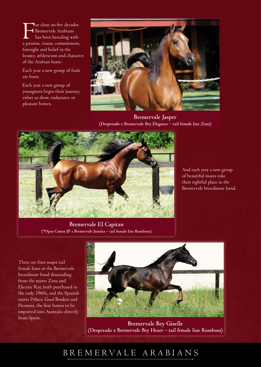 Arabian Studs & Stallions Preview Pages