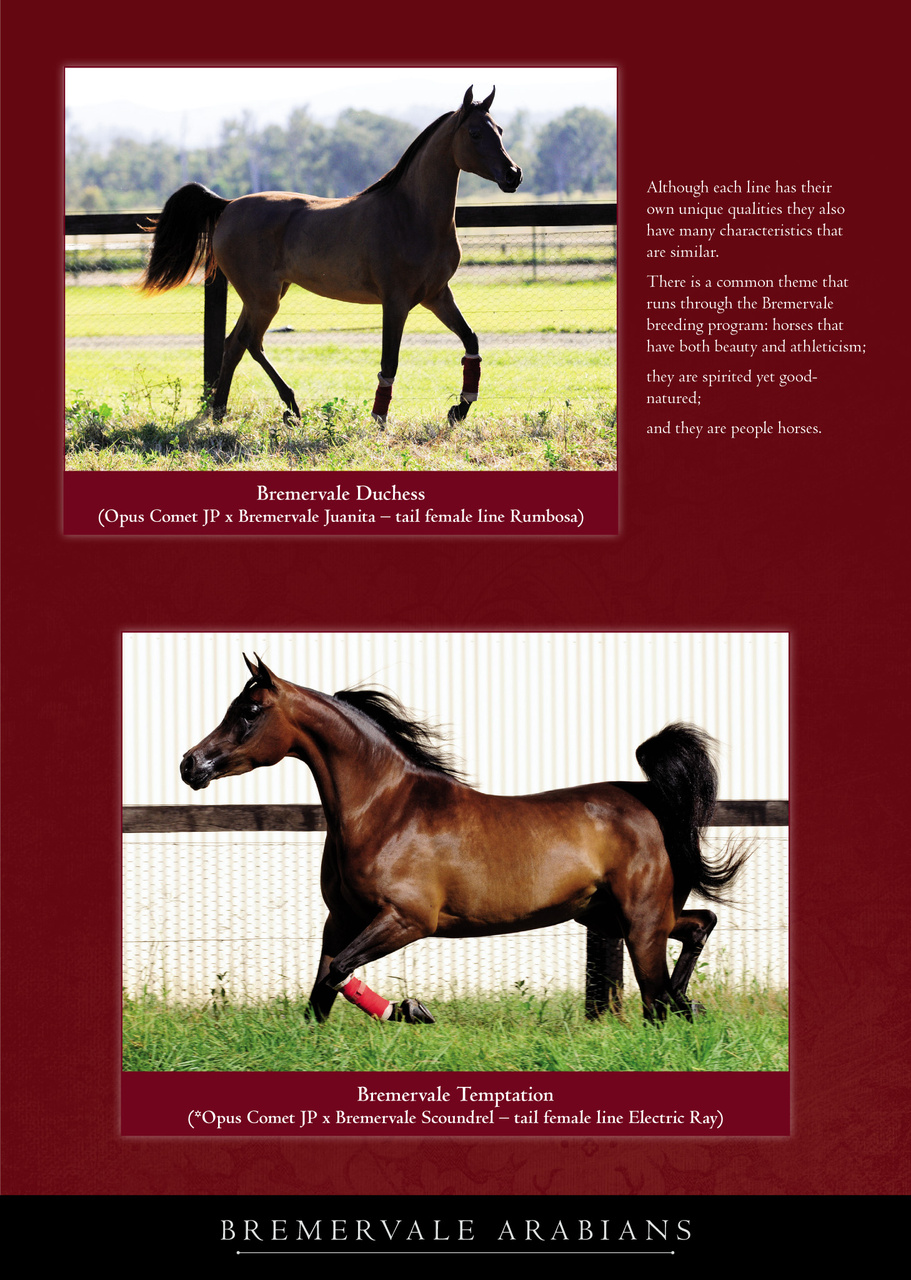 Arabian Studs & Stallions Preview Pages