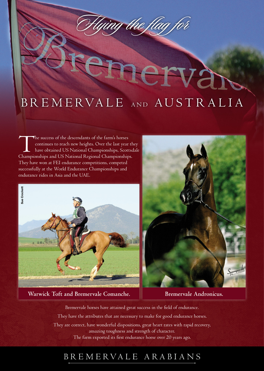 Arabian Studs & Stallions Preview Pages