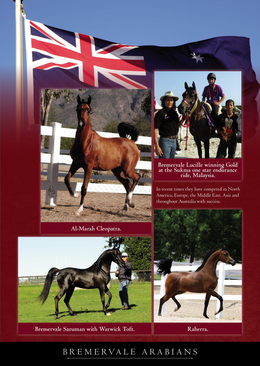 Arabian Studs & Stallions Preview Pages