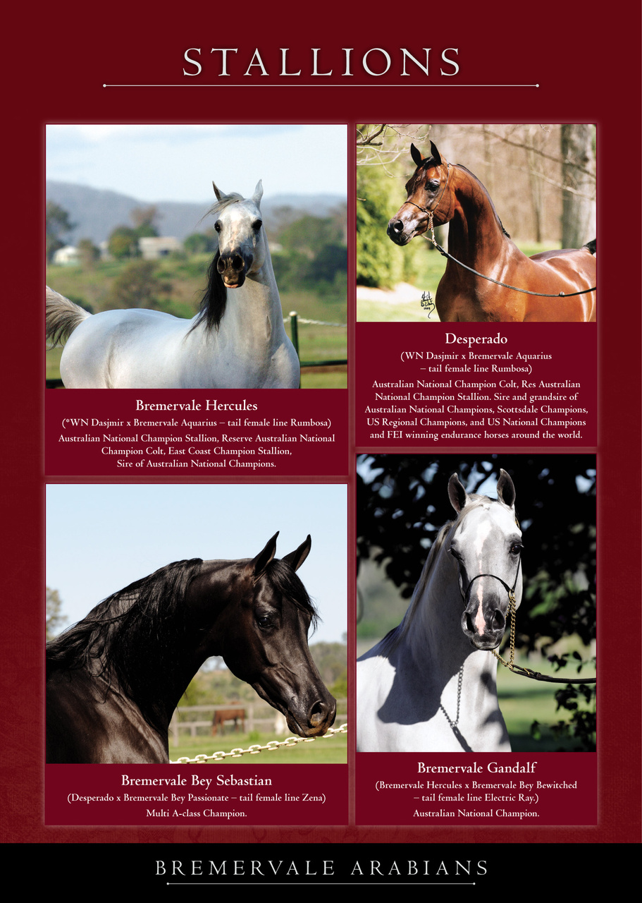 Arabian Studs & Stallions Preview Pages
