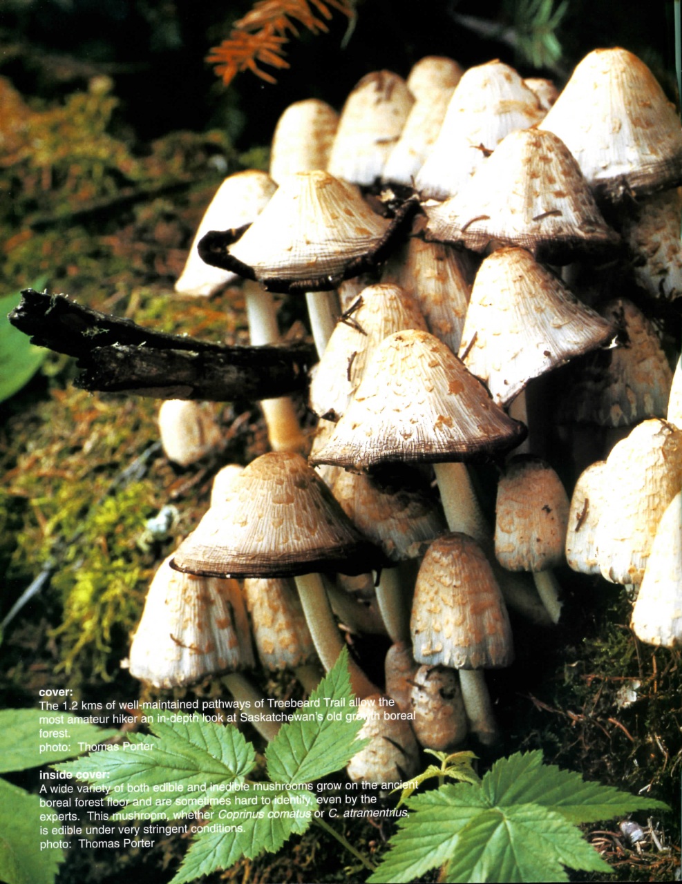 Prairies North Magazine Preview Pages