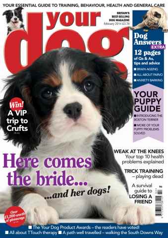 Your Dog issue Your Dog Magazine February 2014