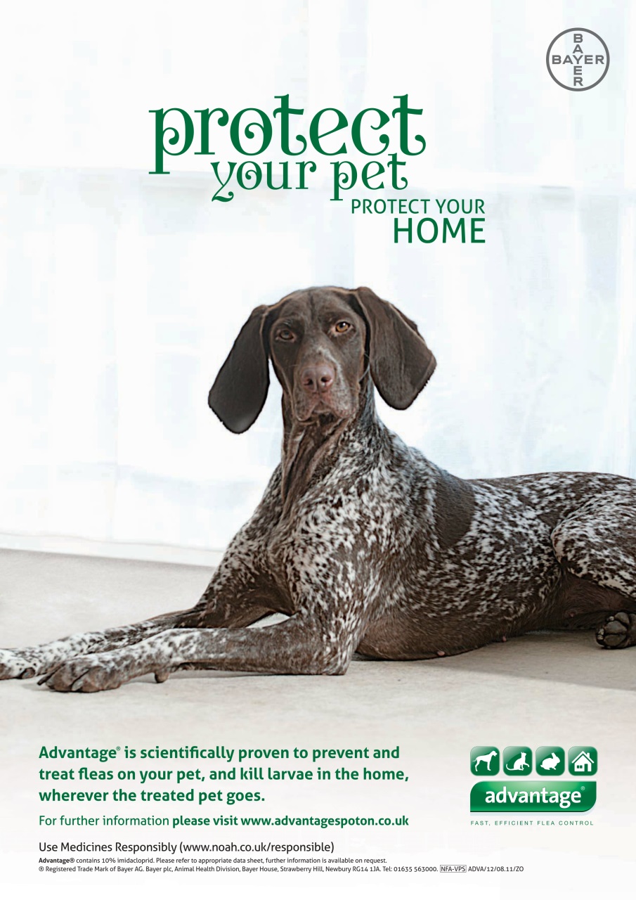 Your Dog Preview Pages