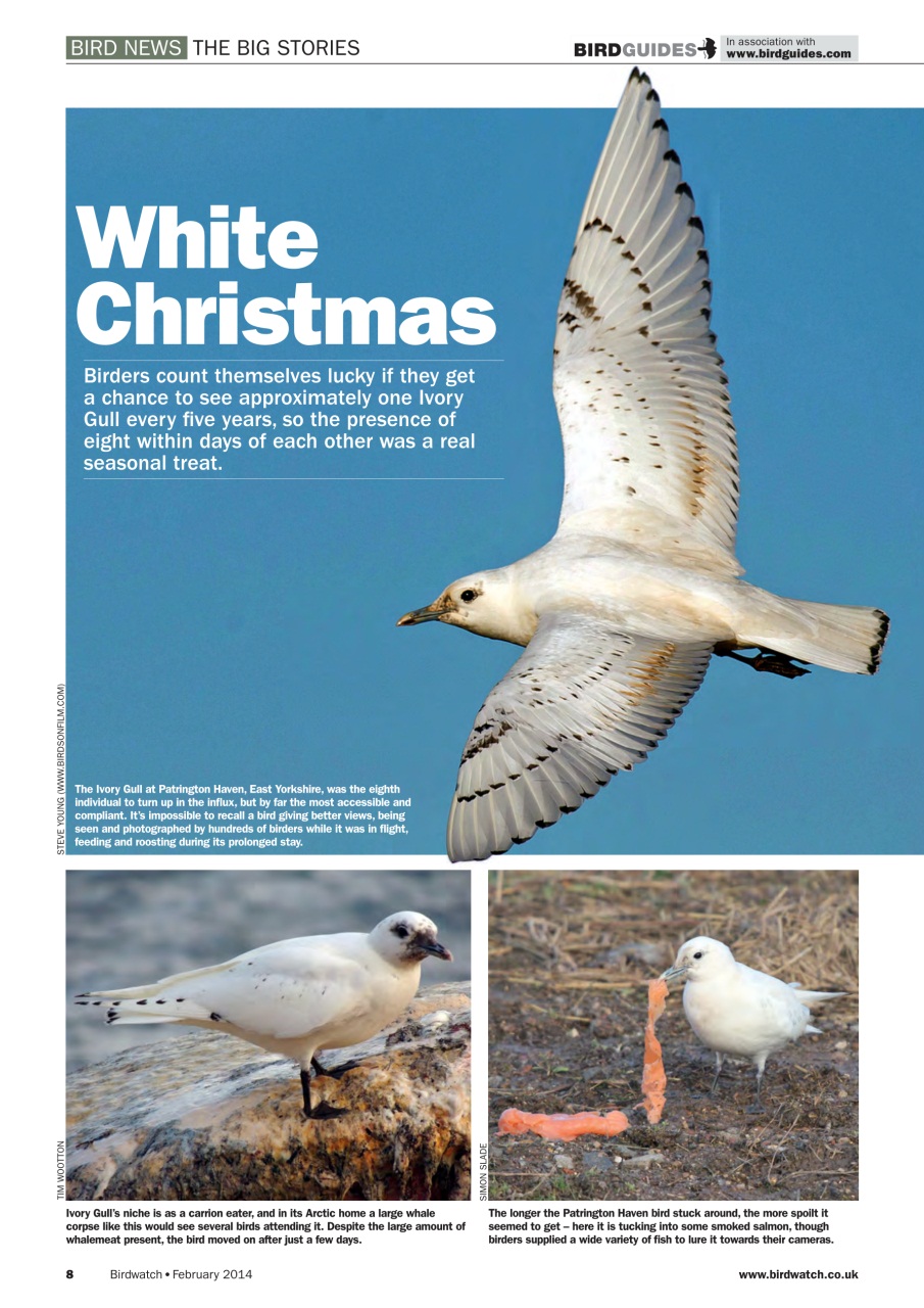 Birdwatch Magazine Preview Pages