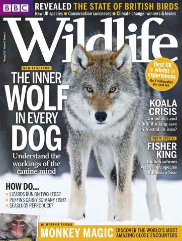 BBC Wildlife Magazine issue February 2014