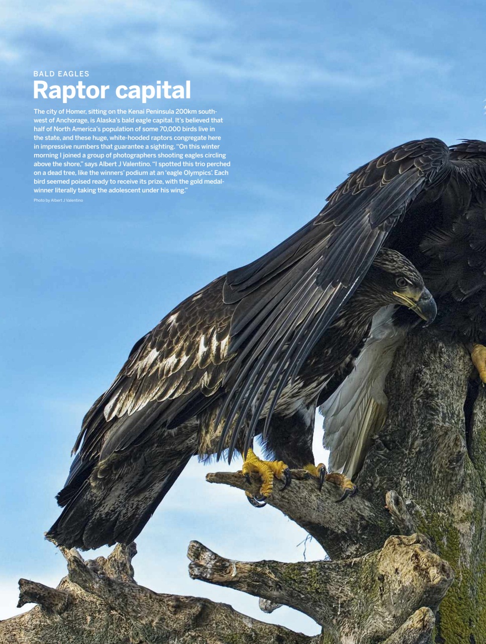 BBC Wildlife Magazine Preview Pages