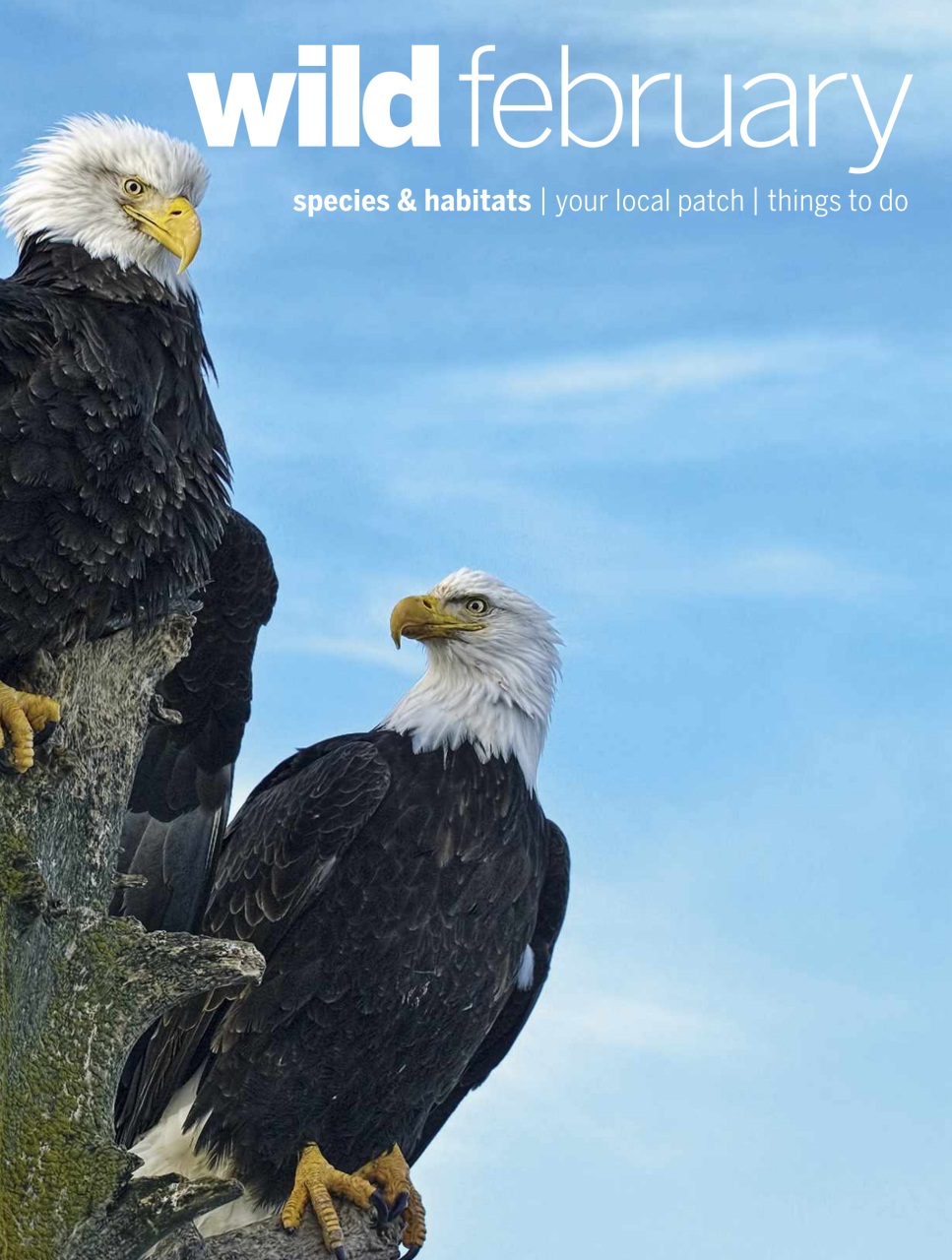 BBC Wildlife Magazine Preview Pages