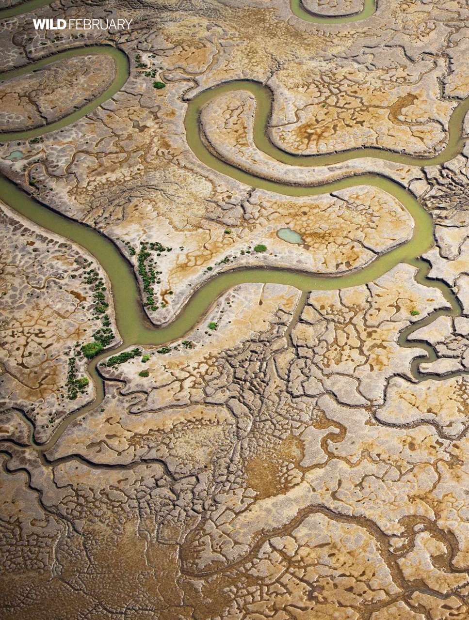 BBC Wildlife Magazine Preview Pages