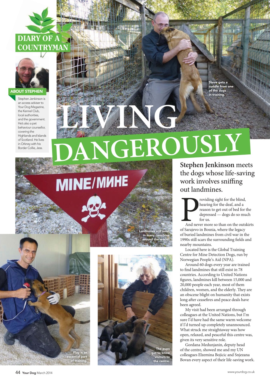 Your Dog Preview Pages