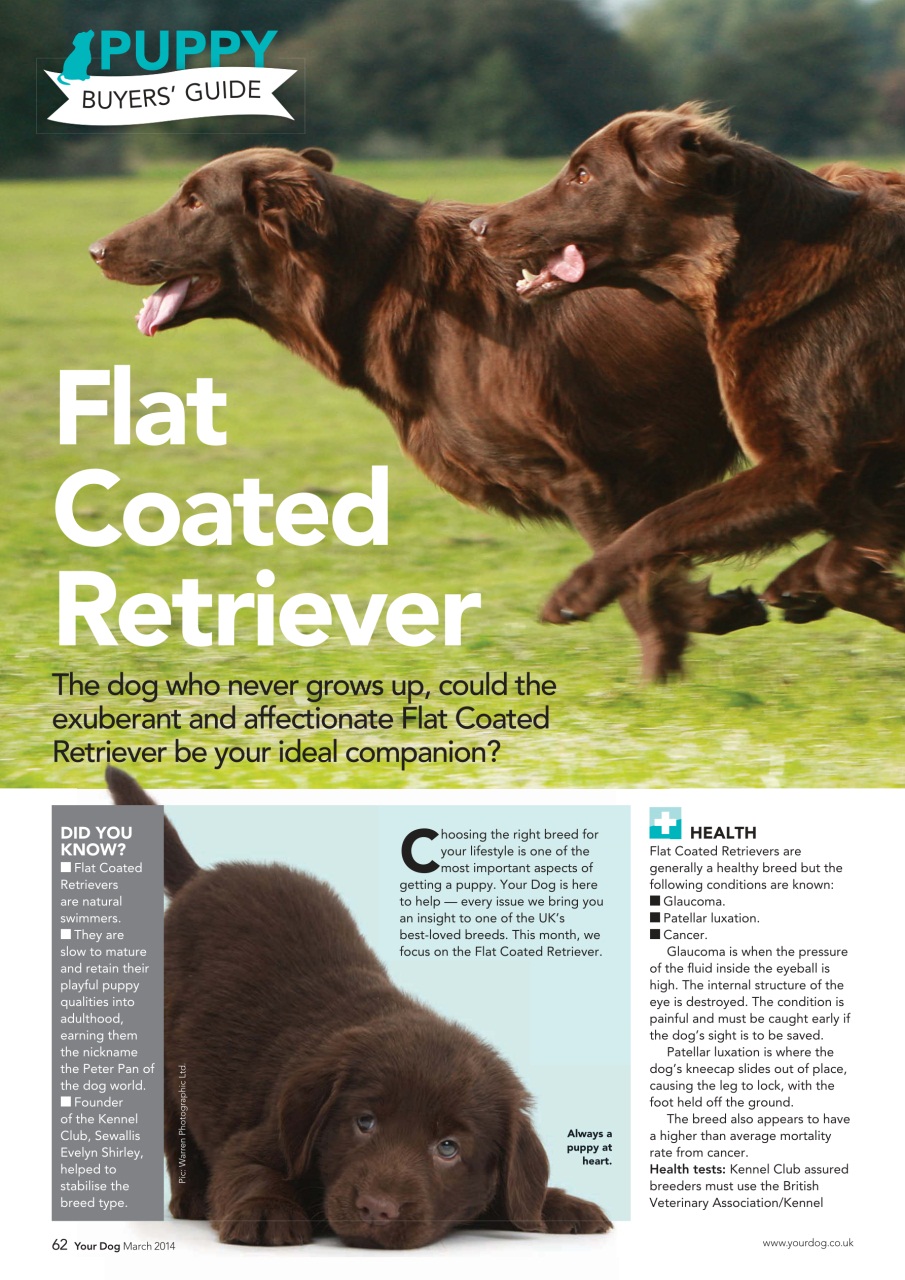 Your Dog Preview Pages