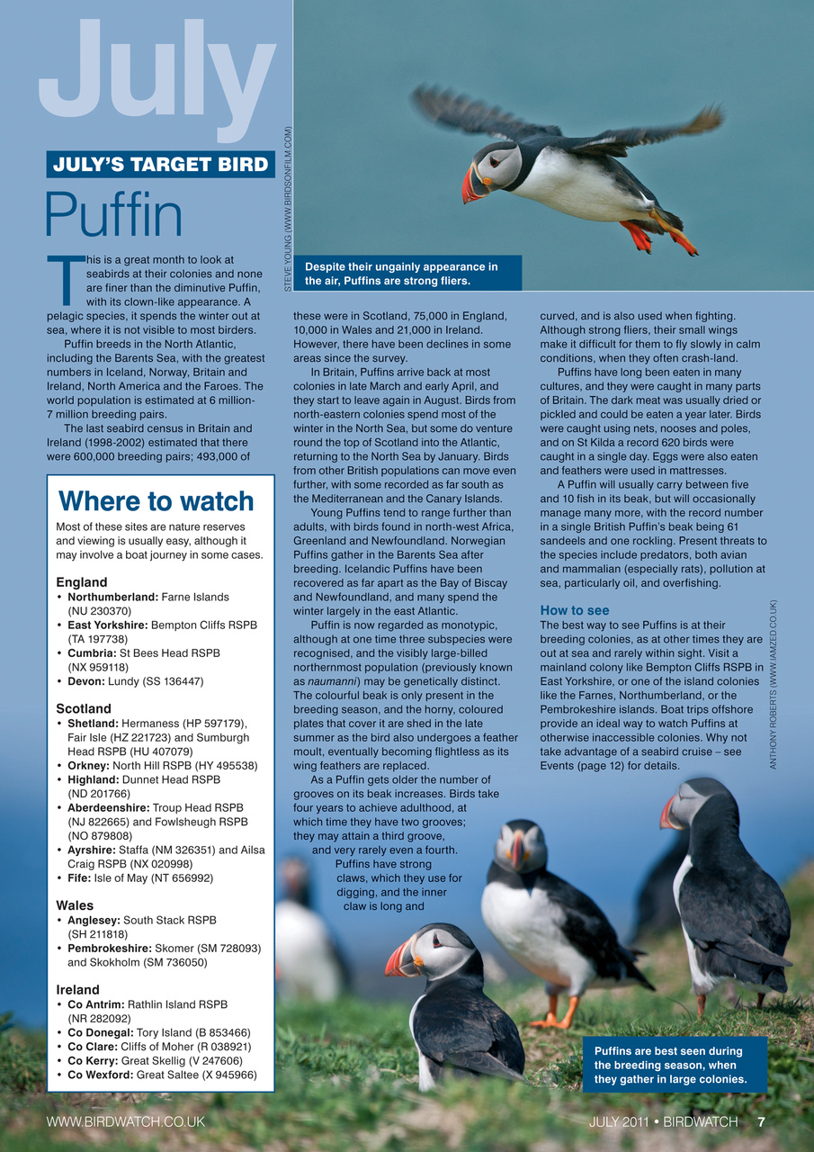 Birdwatch Magazine Preview Pages