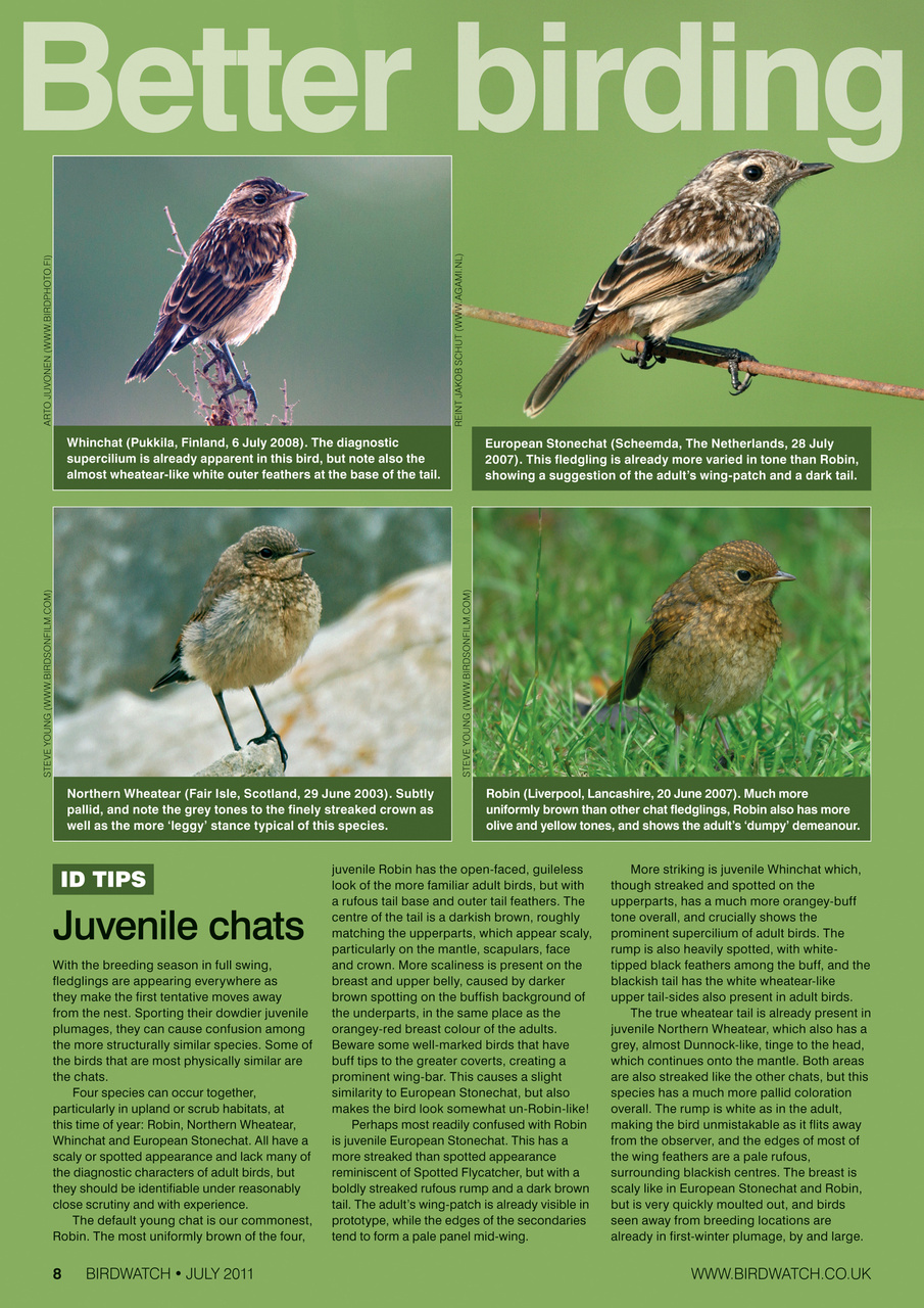 Birdwatch Magazine Preview Pages
